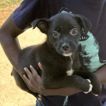Mixed Breed Dogs Available for Adoption in Parrish, Alabama - Raven | PetCurious