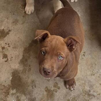 Husky and Cattle Dog Dogs Available for Adoption in Midland, Texas - Wolverine | PetCurious