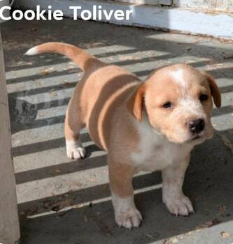 Labrador Retriever and Mountain Cur Dogs Available for Adoption in El Dorado, Arkansas - Cookie | PetCurious