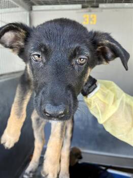 AAD New Arrival! Celina - 26133 -  German Shepherd Dog Dog for Adoption in Armonk, New York - AAD New Arrival! Celina - 26133 | PetCurious