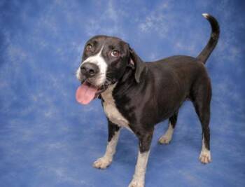 Sherman -  English Springer Spaniel and Mixed Breed Dog for Adoption in Taylorsville, North Carolina - Sherman | PetCurious