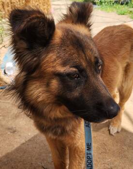 German Shepherd Dog Dogs Available for Adoption in Lafayette, California - Fuzzy Bear | PetCurious