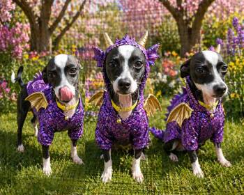 Chihuahua Dogs Available for Adoption in Murphys, California - Lucas | PetCurious