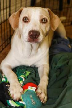 Swan -  Chihuahua Dog for Adoption in Tucson, Arizona - Swan | PetCurious