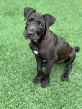 Schnauzer and Terrier Dogs Available for Adoption - Millie | PetCurious