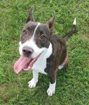 KOKO, FKA CANDACE -  Pit Bull Terrier Dog for Adoption in Decatur, Illinois - KOKO, FKA CANDACE | PetCurious