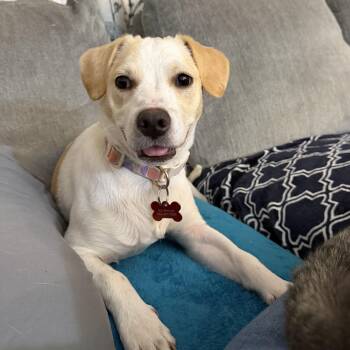 Annie -  Labrador Retriever and Mixed Breed Dog for Adoption in Shakopee, Minnesota - Annie | PetCurious