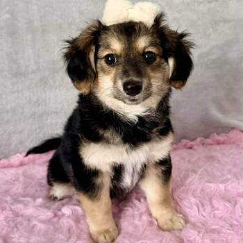 Yorkshire Terrier and Corgi Dogs Available for Adoption in Foley, Alabama - Lily | PetCurious