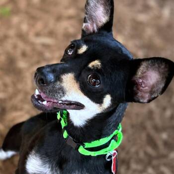 Dolly -  Chihuahua and Dachshund Dog for Adoption in Boerne, Texas - Dolly | PetCurious