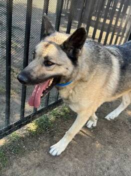 German Shepherd Dog Dogs Available for Adoption in Riverside, California - ROCKY | PetCurious