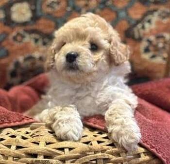 Bichon Frise and Poodle Dogs Available for Adoption in Cumming, Georgia - Trissa | PetCurious