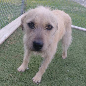 Mixed Breed Dogs Available for Adoption in Tulsa, Oklahoma - Juno | PetCurious