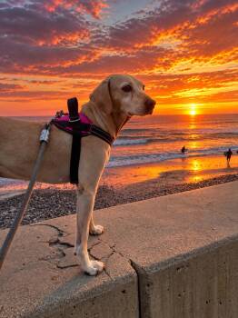 Ginger -  Labrador Retriever and Rhodesian Ridgeback Dog for Adoption in Houston, Texas - Ginger | PetCurious