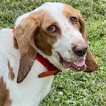 Basset Hound Dogs Available for Adoption in Tulsa, Oklahoma - Blossom - Cute Bassett Girl | PetCurious