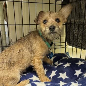 Gabriel -  Terrier and Yorkshire Terrier Dog for Adoption in Fort Lauderdale, Florida - Gabriel | PetCurious