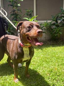 Alohi -  Labrador Retriever and Mixed Breed Dog for Adoption in Honolulu, Hawaii - Alohi | PetCurious