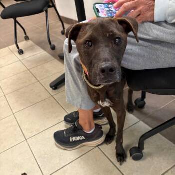 10/17/2026-Stray-LillyRockWay -  Mixed Breed Dog for Adoption in Columbus, Georgia - 10/17/2026-Stray-LillyRockWay | PetCurious