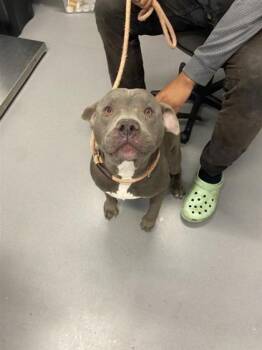 Mixed Breed Dogs Available for Adoption - Zucker | PetCurious