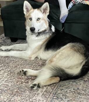 Kaia -  Alaskan Malamute and German Shepherd Dog Dog for Adoption in Westland, Michigan - Kaia | PetCurious