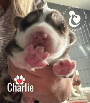 Siberian Husky Dogs Available for Adoption - Charlie | PetCurious