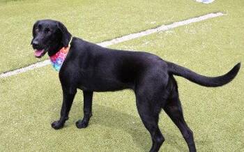 Hound and Black Labrador Retriever Dogs Available for Adoption in Rockaway, New Jersey - Gurrl Athens | PetCurious