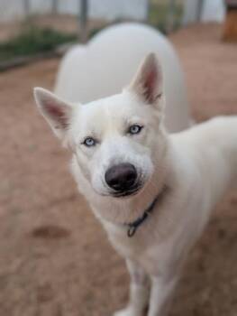 Rescue Shepherd Dogs for Adoption in Divide, Colorado - Cola | PetCurious