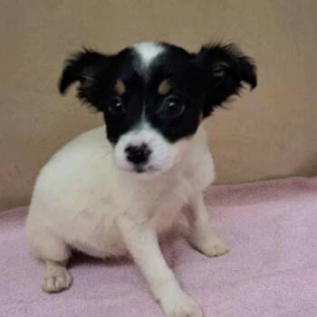Australian Shepherd and Jack Russell Terrier Dogs Available for Adoption in Cedarburg, Wisconsin - Robin | PetCurious
