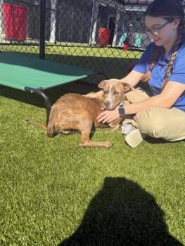 Rescue American Staffordshire Terrier and Mixed Breed Dogs for Adoption in Kenansville, North Carolina - MOWGLI | PetCurious