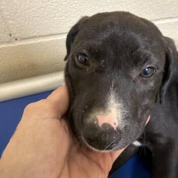 Minnie -  Mixed Breed Dog for Adoption in Palestine, Texas - Minnie | PetCurious