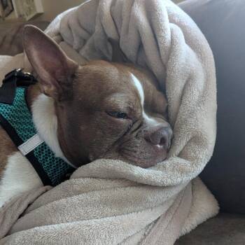 Carmen -  Boston Terrier Dog for Adoption in Cashmere, Washington - Carmen | PetCurious