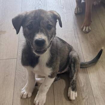 Lulu Lemon -  Pit Bull Terrier Dog for Adoption in Greensboro, North Carolina - Lulu Lemon | PetCurious