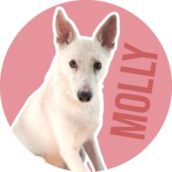 Molly -  Mixed Breed Dog for Adoption in Fort Worth, Texas - Molly | PetCurious