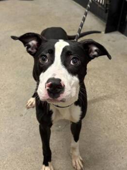 Alpina -  Pit Bull Terrier Dog for Adoption in Cleveland, Ohio - Alpina | PetCurious