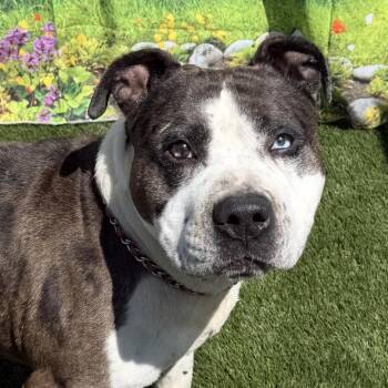 Pit Bull Terrier Dogs Available for Adoption in Warren, Ohio - Kane | PetCurious