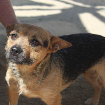 Rachel -  Terrier Dog for Adoption in Yucca Valley, California - Rachel | PetCurious