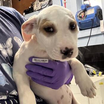 Mixed Breed Dogs Available for Adoption in Savannah, Georgia - Glorb | PetCurious