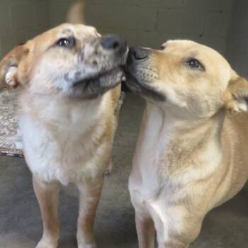 Rescue Carolina Dog and Australian Cattle Dog Blue Heeler Dogs for Adoption in Tunica, Mississippi - Mia And Kooch | PetCurious