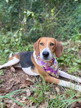 Trish -  American Foxhound Dog for Adoption in Winnsboro, South Carolina - Trish | PetCurious