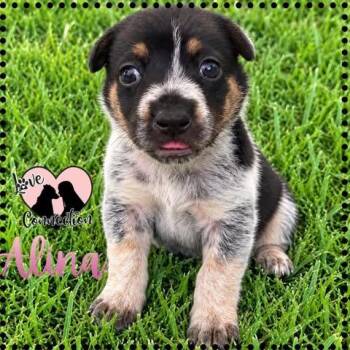 Alina -  Australian Shepherd Dog for Adoption in Gilbert, Arizona - Alina | PetCurious
