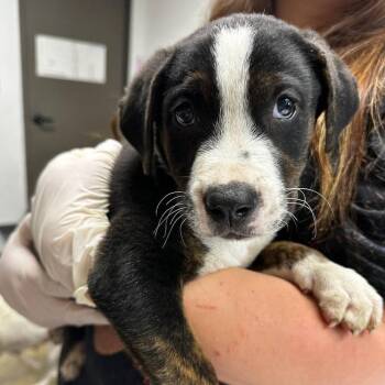 Australian Cattle Dog Blue Heeler and Mixed Breed Dogs Available for Adoption in Cleveland, Mississippi - Dirty Chai Latte | PetCurious
