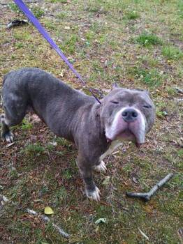 Pit Bull Terrier Dogs Available for Adoption in Charlotte, North Carolina - PEARL | PetCurious