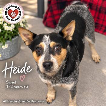 Heidi -  Cattle Dog Dog for Adoption in Joliet, Illinois - Heidi | PetCurious