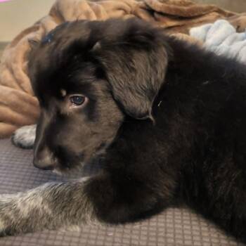 Parsnip -  Mixed Breed Dog for Adoption in Olathe, Kansas - Parsnip | PetCurious