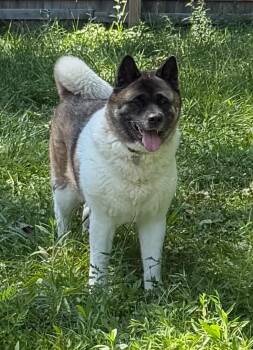 Sasha -  Akita Dog for Adoption in Chicago, Illinois - Sasha | PetCurious