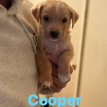 Rescue Labrador Retriever Dogs for Adoption in Myrtle Beach, South Carolina - Cooper | PetCurious