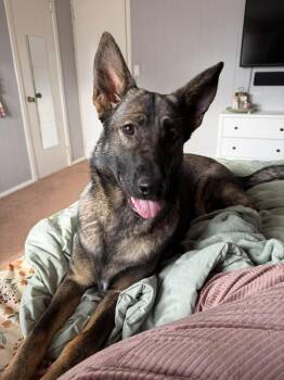 Mila -  Belgian Shepherd Malinois Dog for Adoption in Glen Rock, New Jersey - Mila | PetCurious