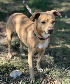 Rescue Chihuahua Dogs for Adoption in Woodstock, Ontario - Petey | PetCurious