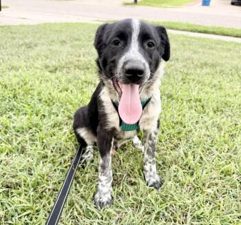 Australian Cattle Dog Blue Heeler and Border Collie Dogs Available for Adoption in Austin, Texas - Baby | PetCurious