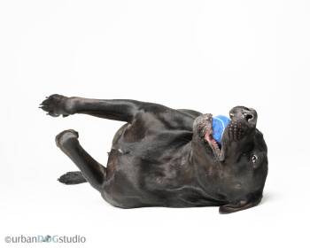 Mastiff and Pit Bull Terrier Dogs Available for Adoption in Tampa, Florida - Doolie - M | PetCurious