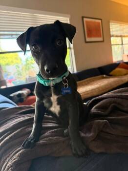 Velvet -  Labrador Retriever Dog for Adoption in Mesa, Arizona - Velvet | PetCurious